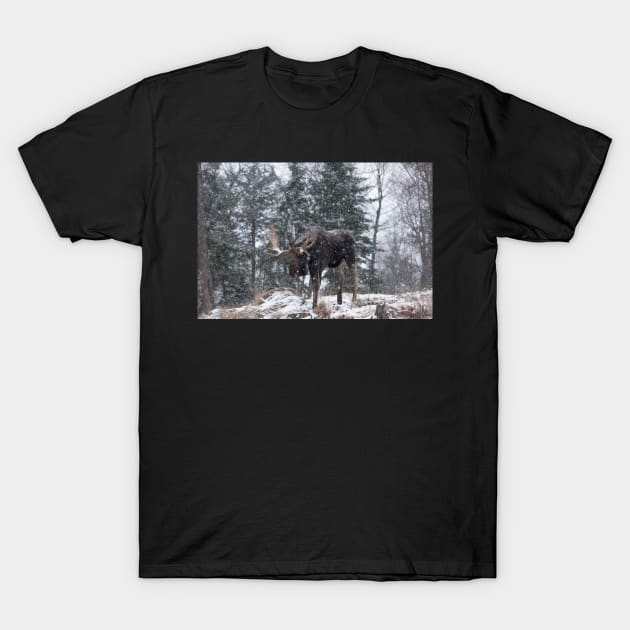 Moose in a snow snow storm T-Shirt by josefpittner